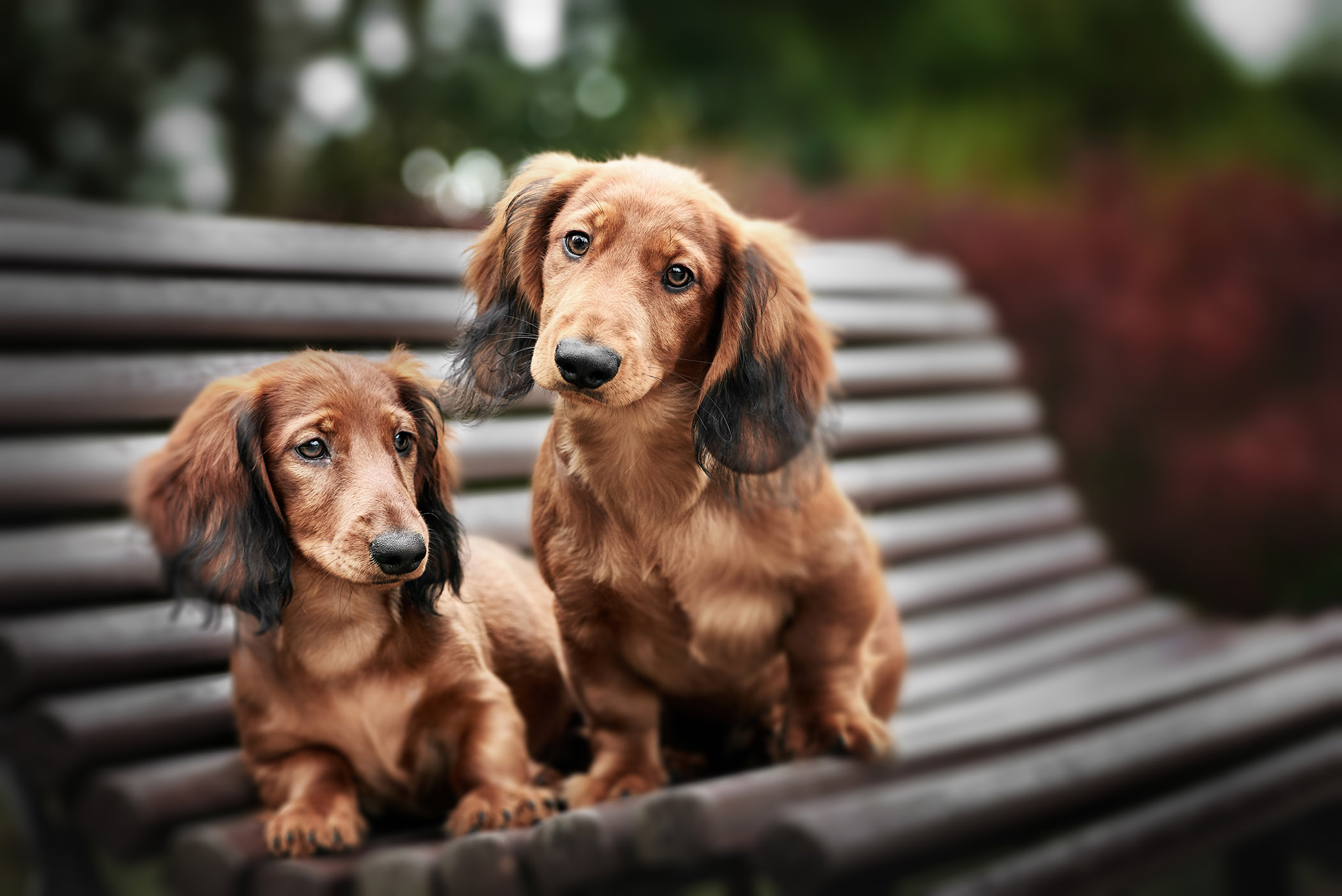 two dogs seated on a bench